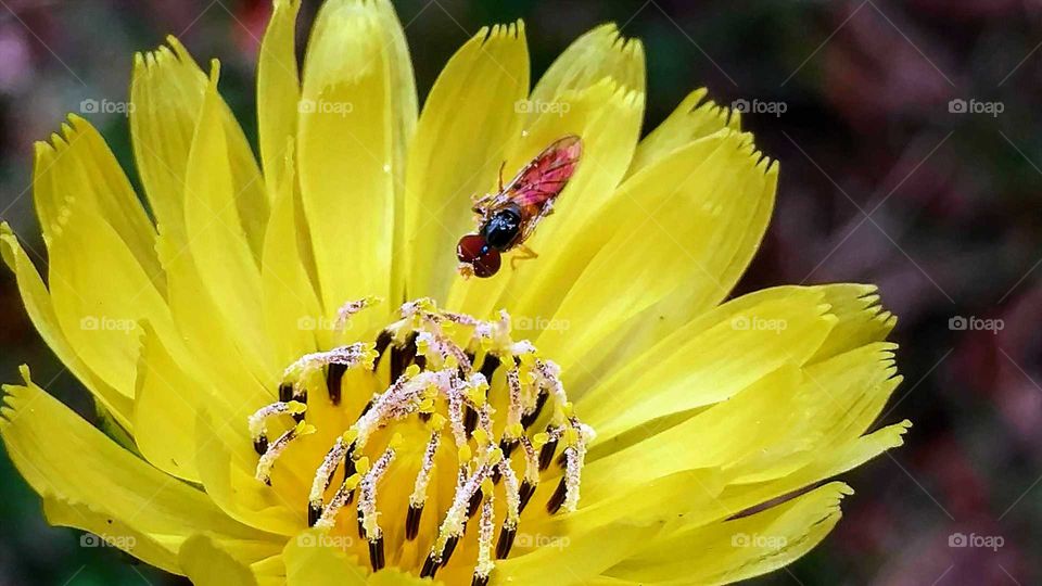 yellow flower