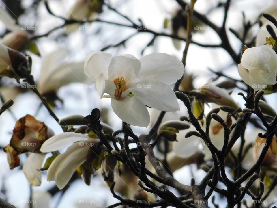 White Magnolias