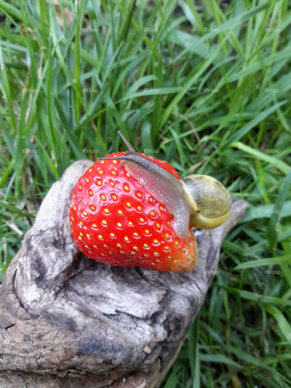 Snail. Strawberry. Wood.