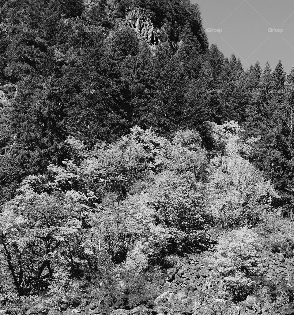 Brilliant fall foliage growing in the lava rock at the base of a cliff in a forest of fir trees on a sunny day in Oregon .