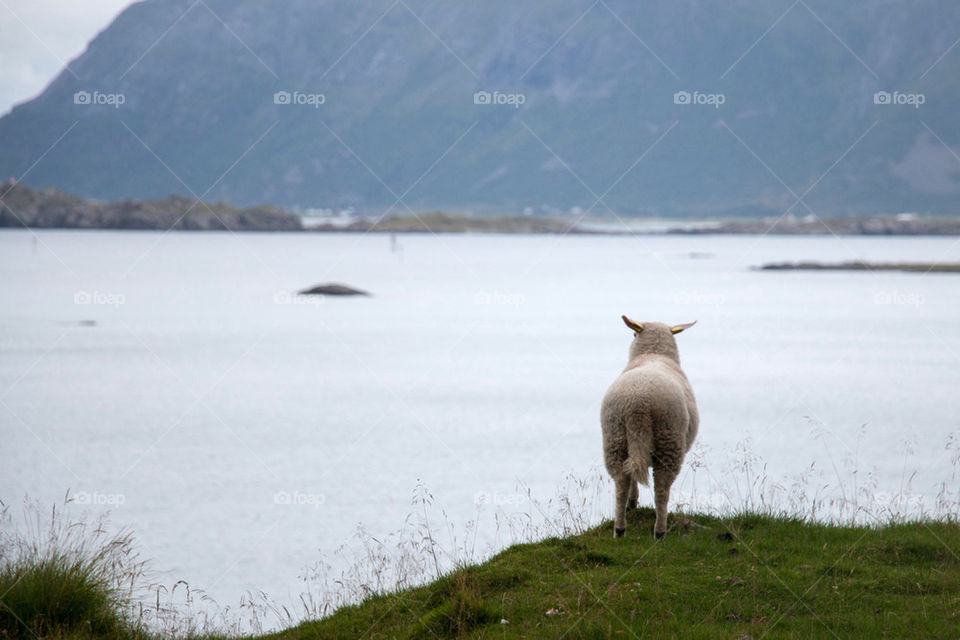 Sheep on a hill