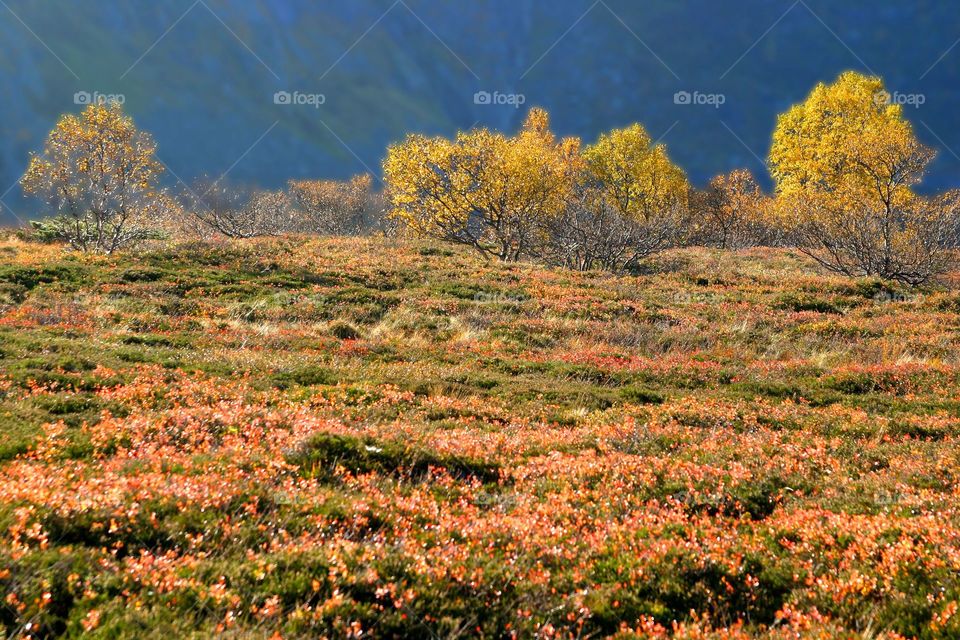 Autumn in the mountains. 