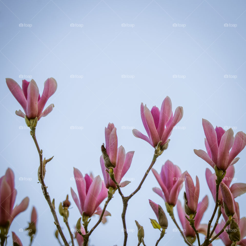 Spring flowers in London