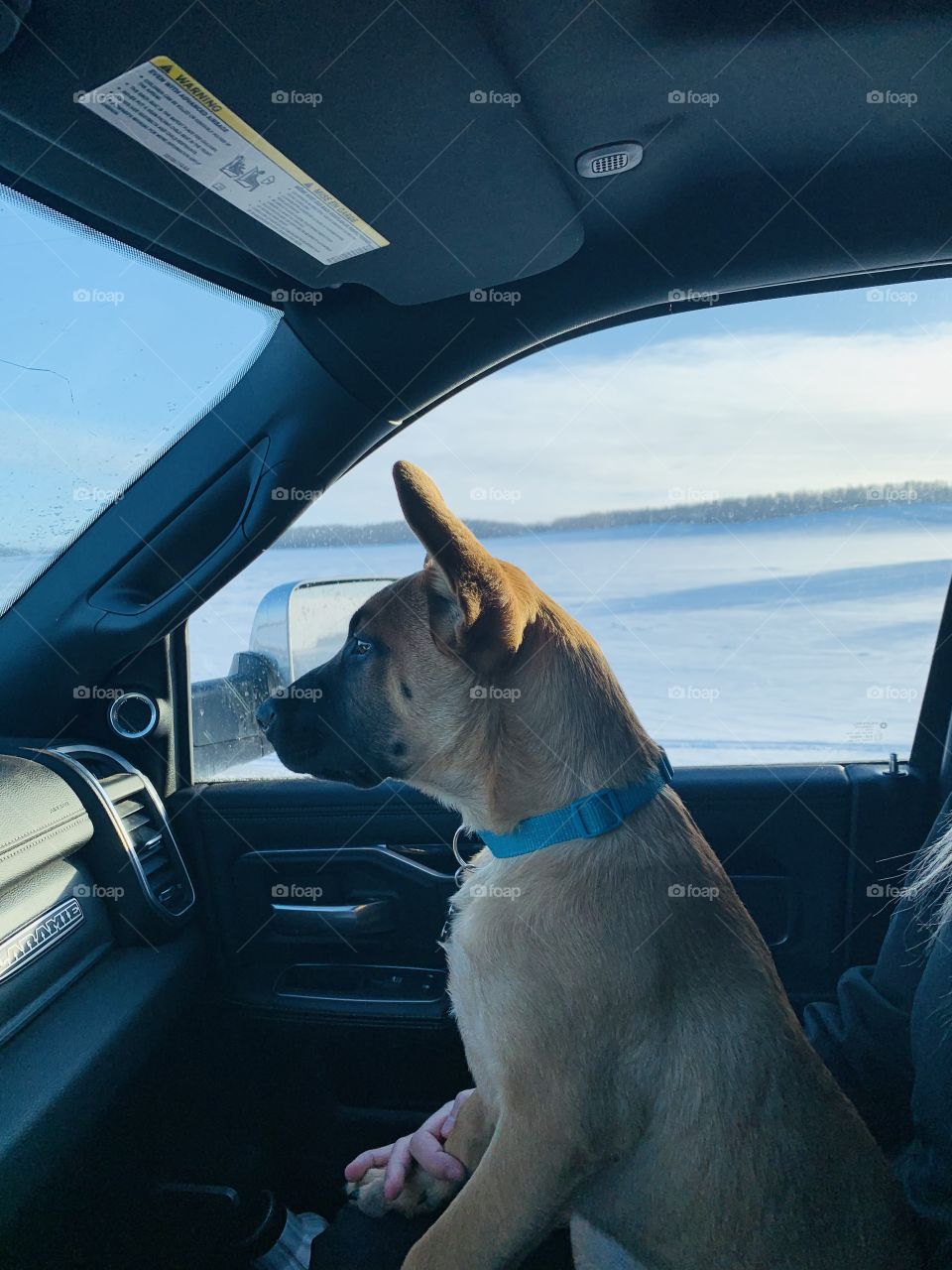 Taking the dog for a drive 