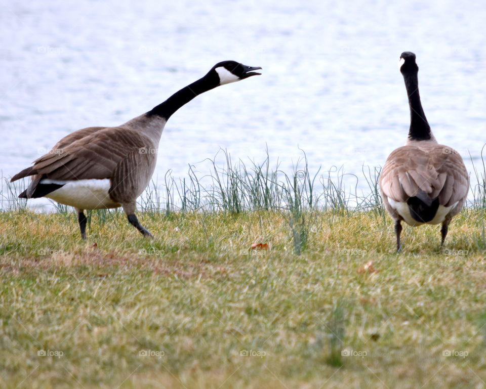 Canada Geese