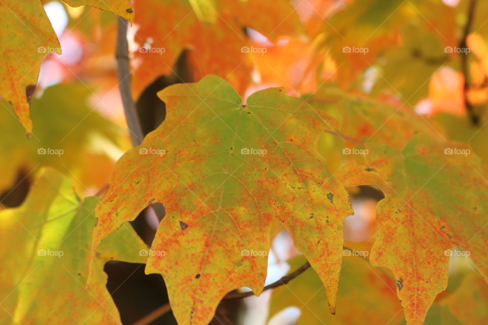 Fall leaves