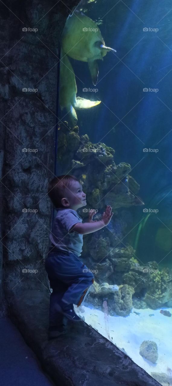 baby in the aquarium