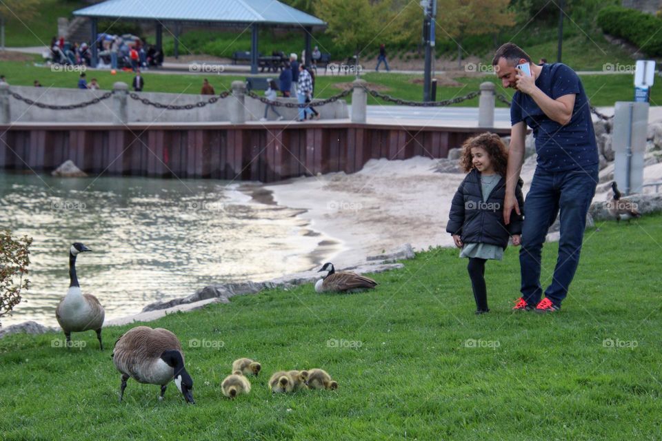 Canadian geese in a big city