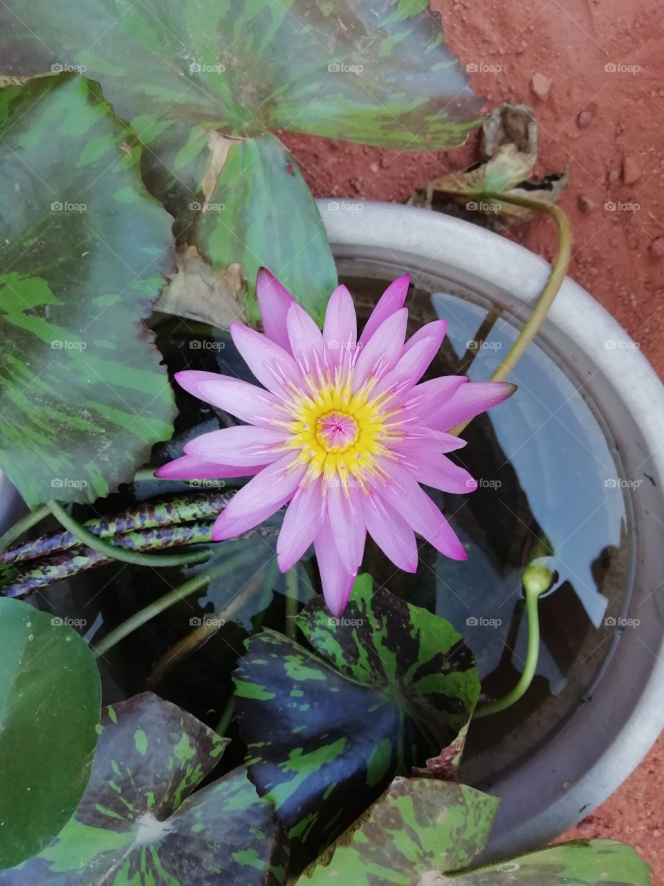 This fellow is always one of my favourites...🙂💚