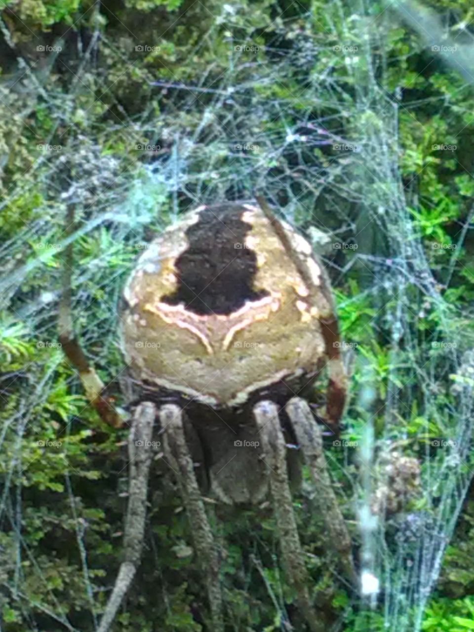 This spider creates a trap for itself and lives in it, and if a worm fades in it then it becomes its food.