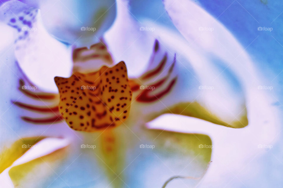 macro orchid beautiful in side orchid by trist9