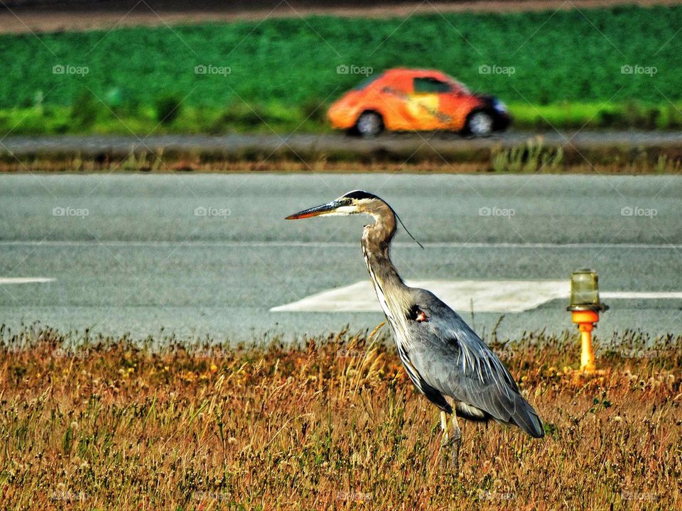 Great blue heron