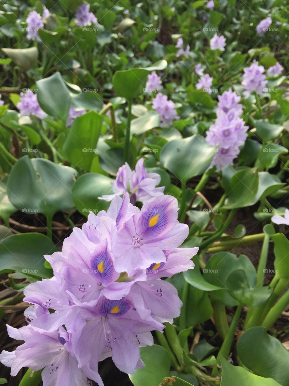 Perfectly bloom water hyacinth from the riverside. Looks so fresh and fabulous and a morning eye catching flowers.