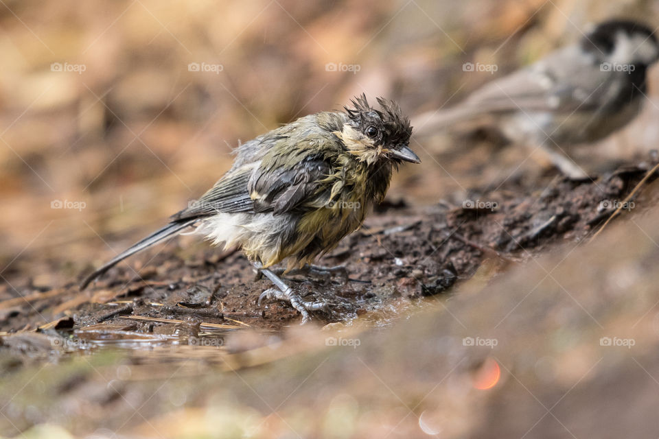 great tit bird after the Shower