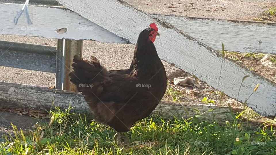 chicken on the farm. just lookin around