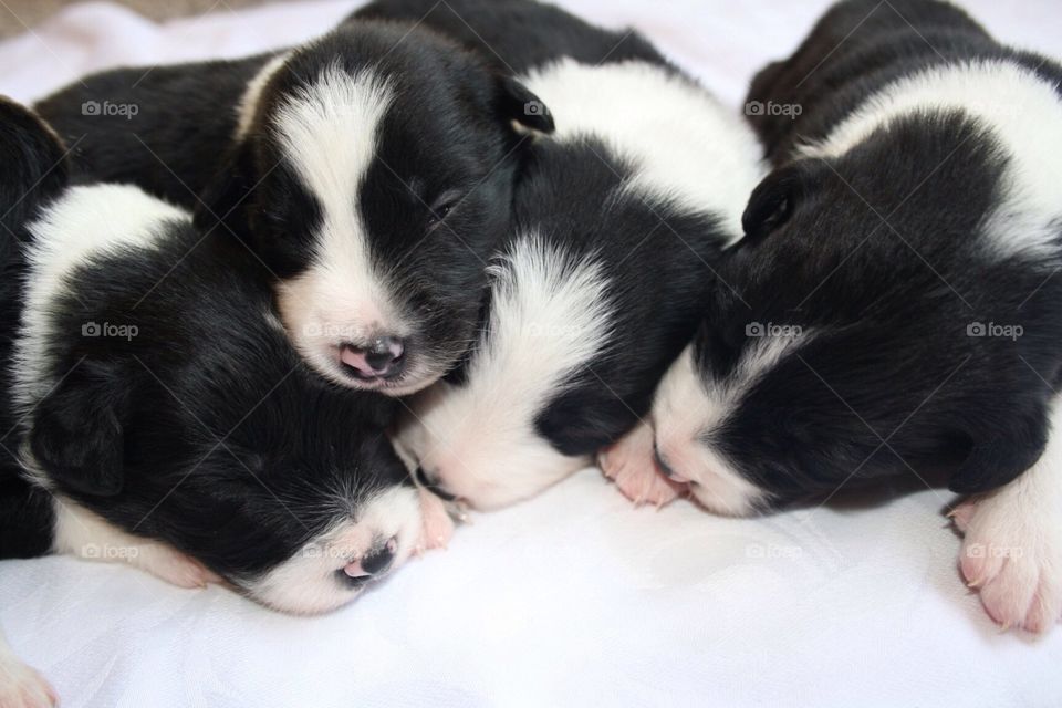 Cute sleeping newborn puppies