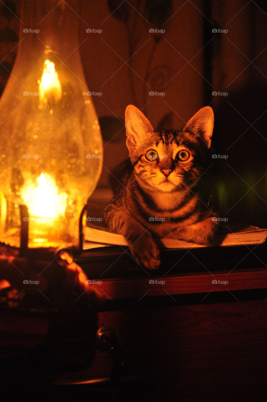 lamp light with my cute cat