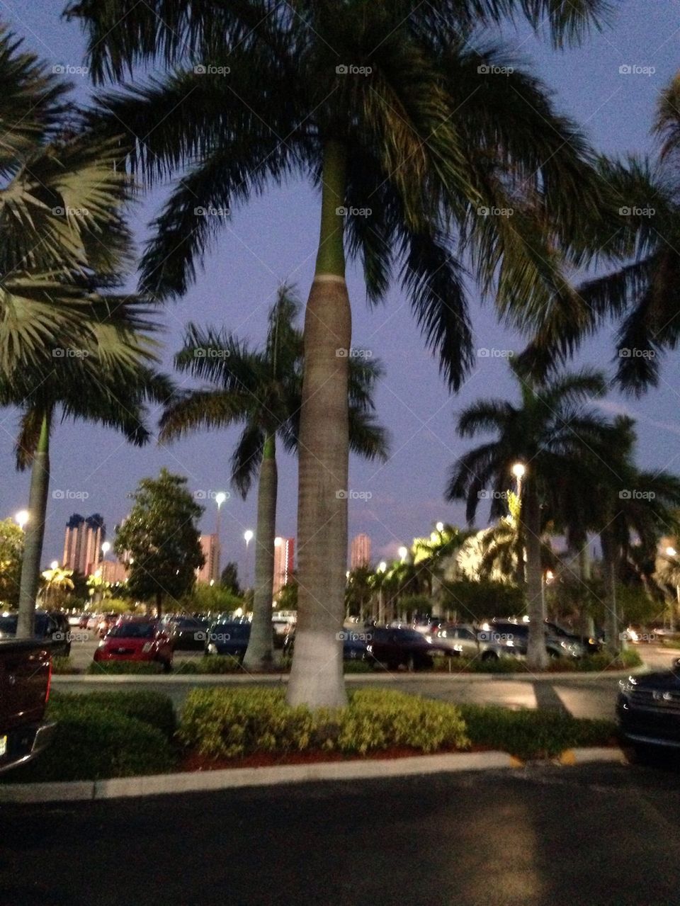Magnificent Palms of Miami