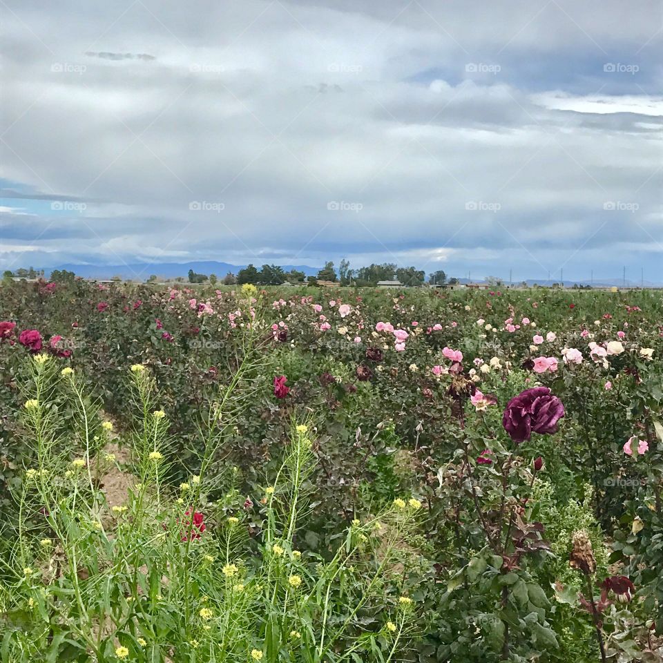 Clouds over Field of flowers