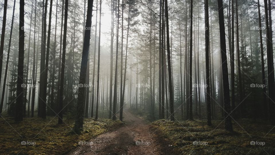 View of forest in fog