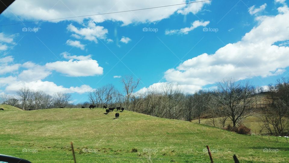 Landscape, Tree, Grass, Agriculture, Nature
