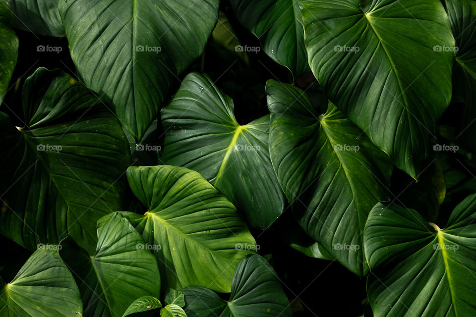 A Group of Taro Leaves on the Forest in the Morning