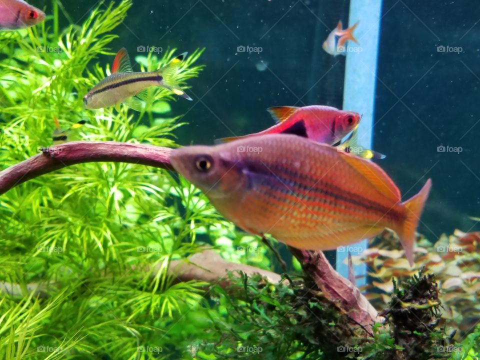tetra in red