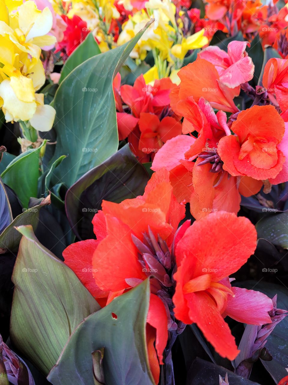 Lush and bright tropical garden with red, pink, and yellow cana lilies, blooms in the summer sun