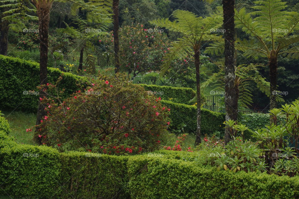 Tree ferns in the wet forest of Ribeiro Frio (Madeira)