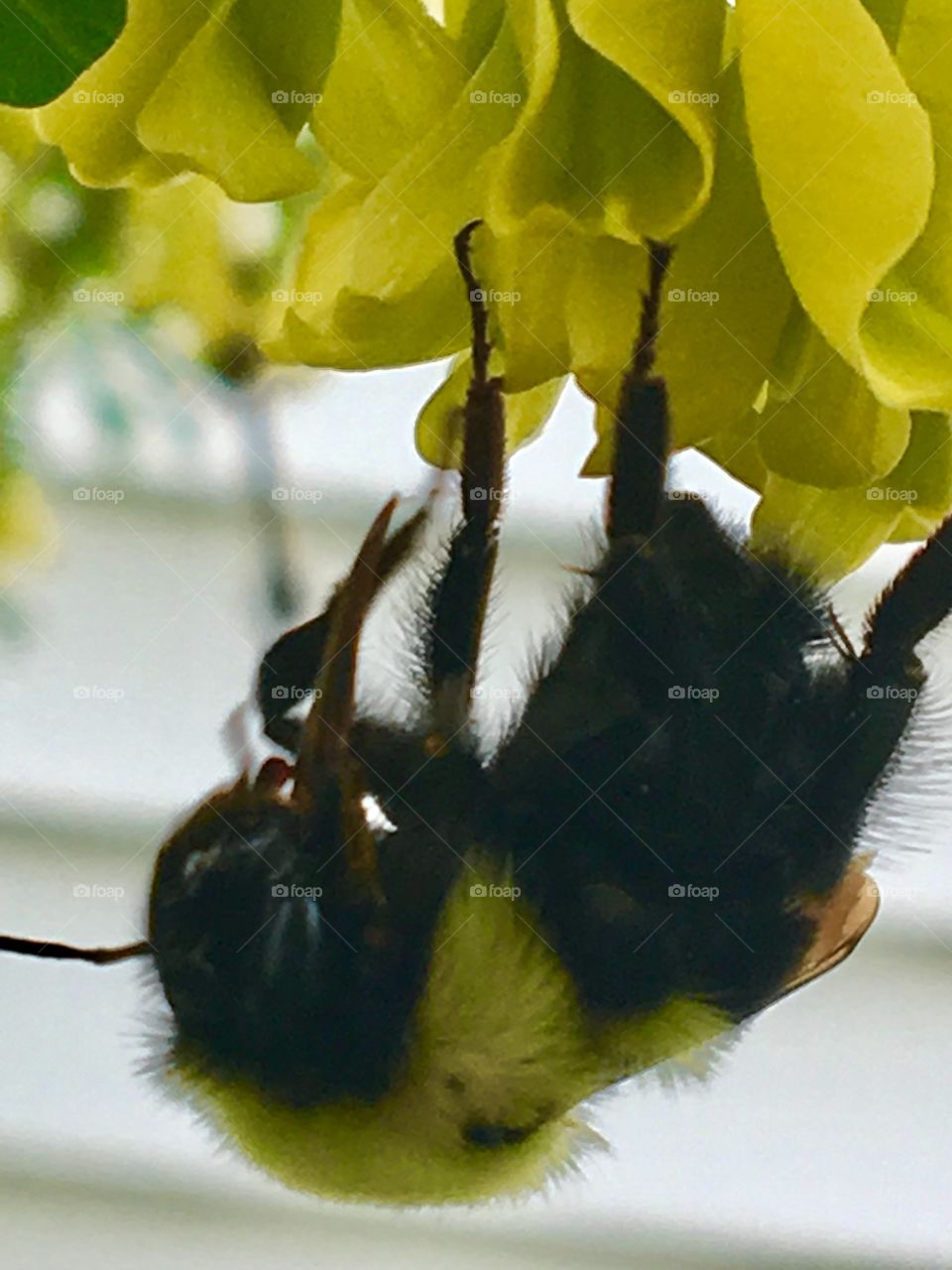 Up close & personal- bumble bee collecting pollen 