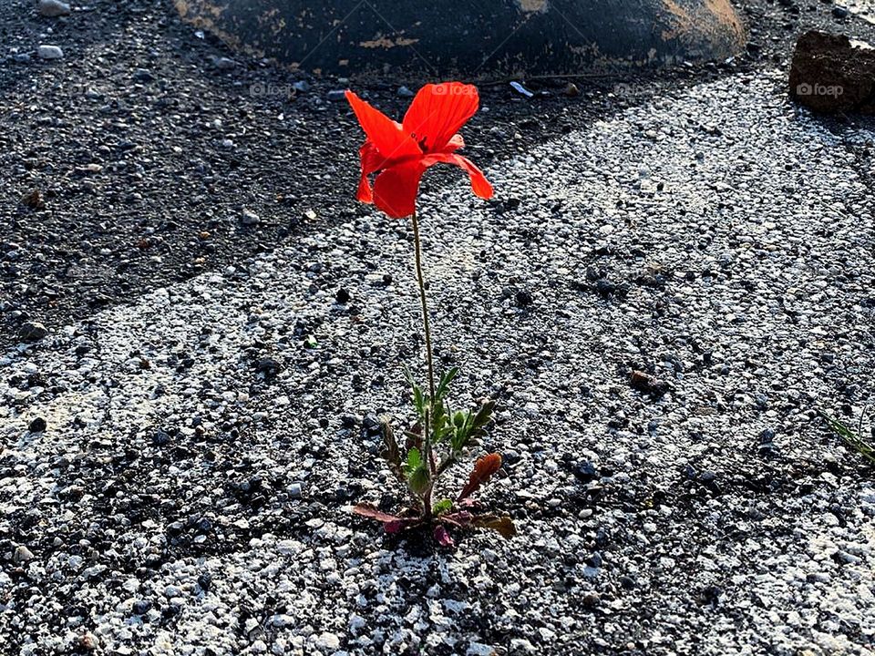 Human and nature.  A red poppy has grown in a crack in a highway road.  Close-up