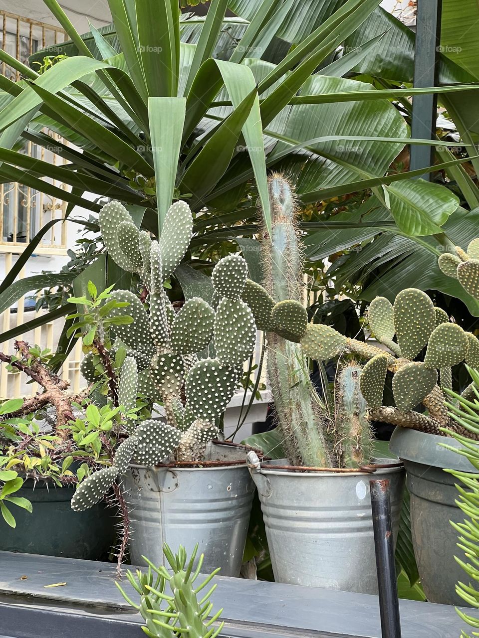 Cactus and palms outside 