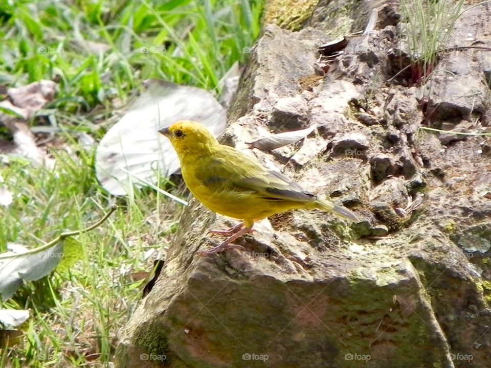 Brazilian Canaries chapinha bird