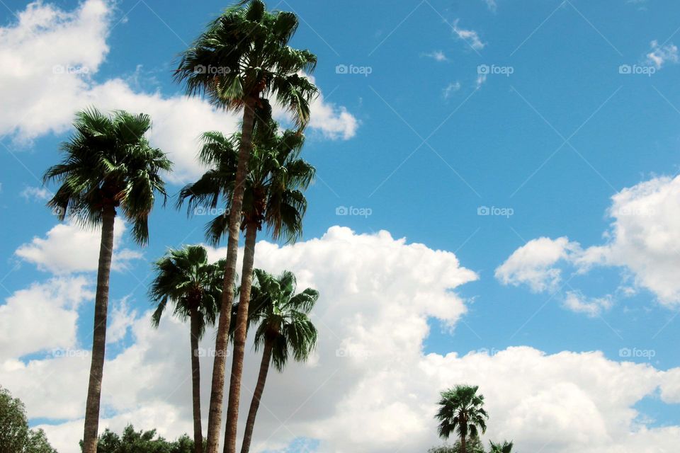 Palms with a Blue Sky and Clouds