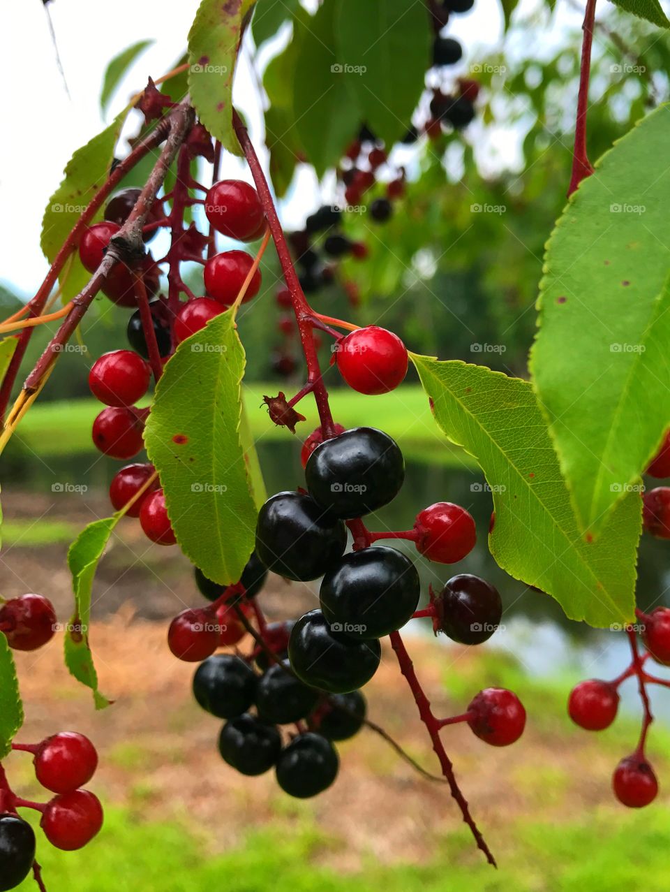 Colorful berries 