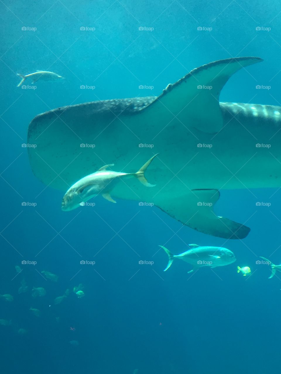 Whale Shark and Fish