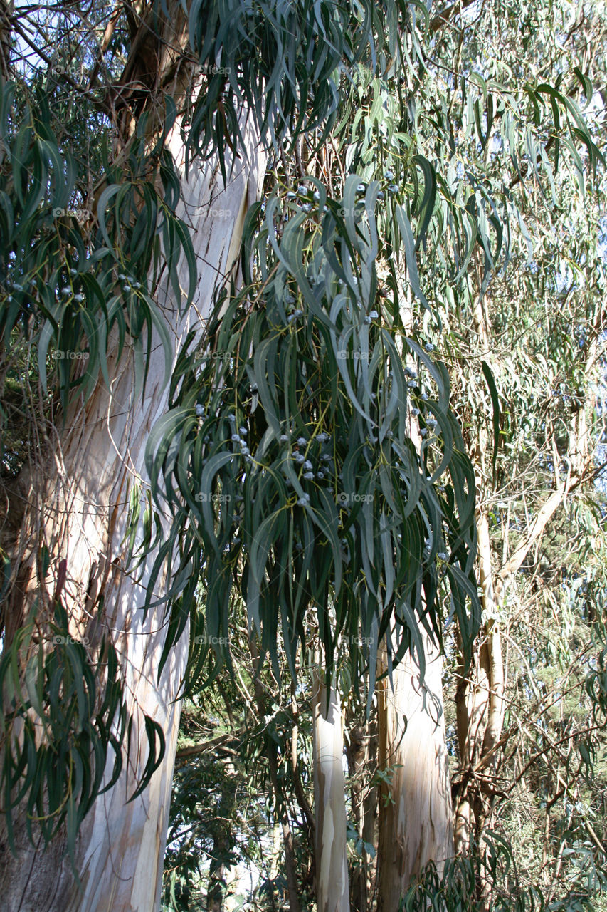 Eucalyptus 