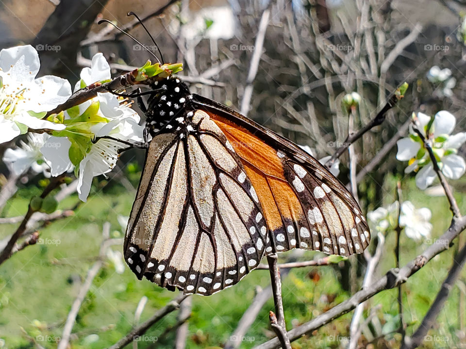 The beautiful monarch butterfly feeding on nectar of white plum tree flowers.