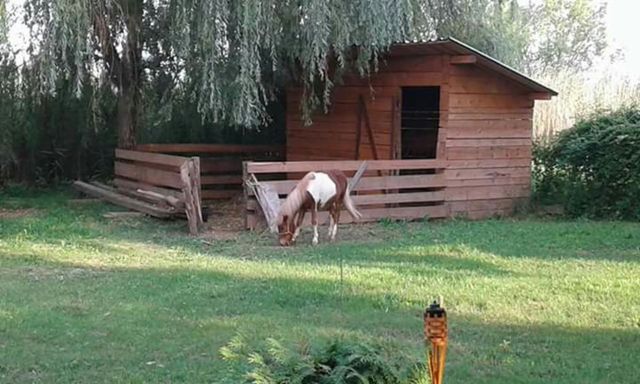 animal horse