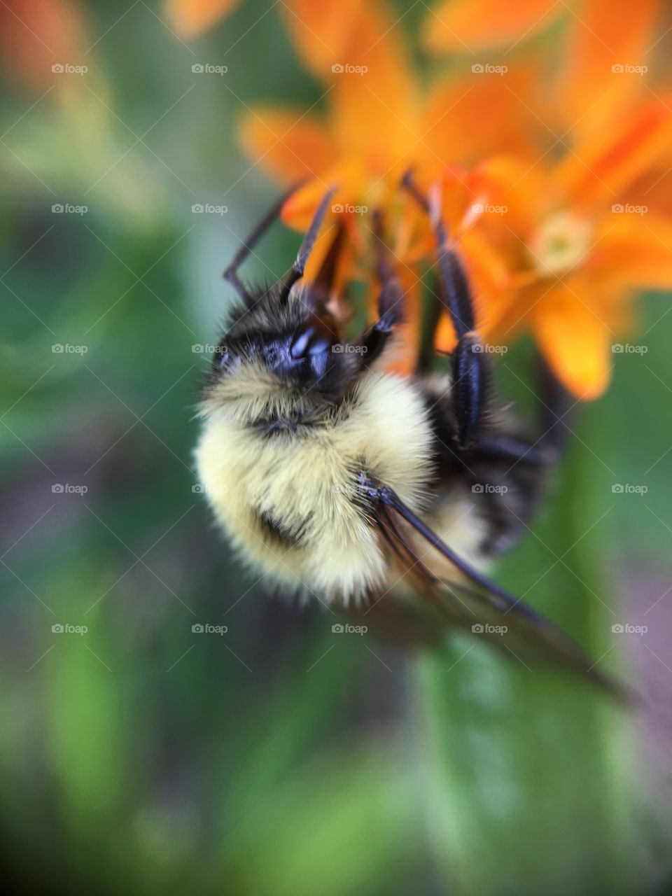 Upside down bumblebee