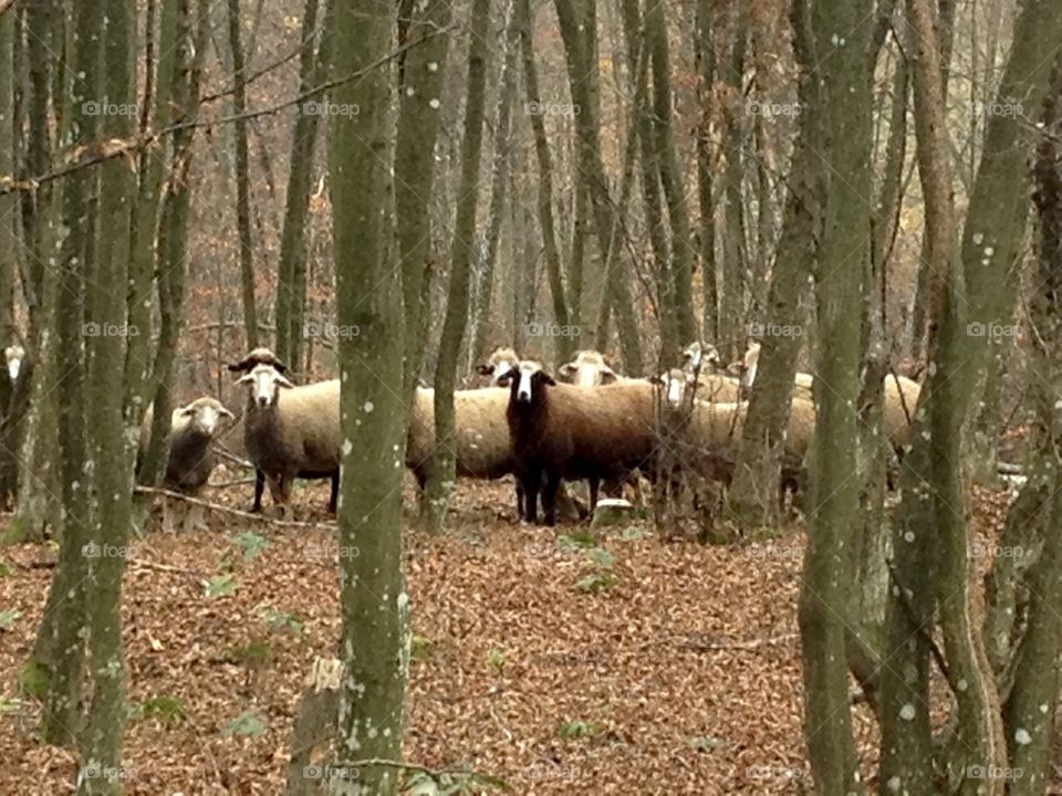 Sheep in the forest