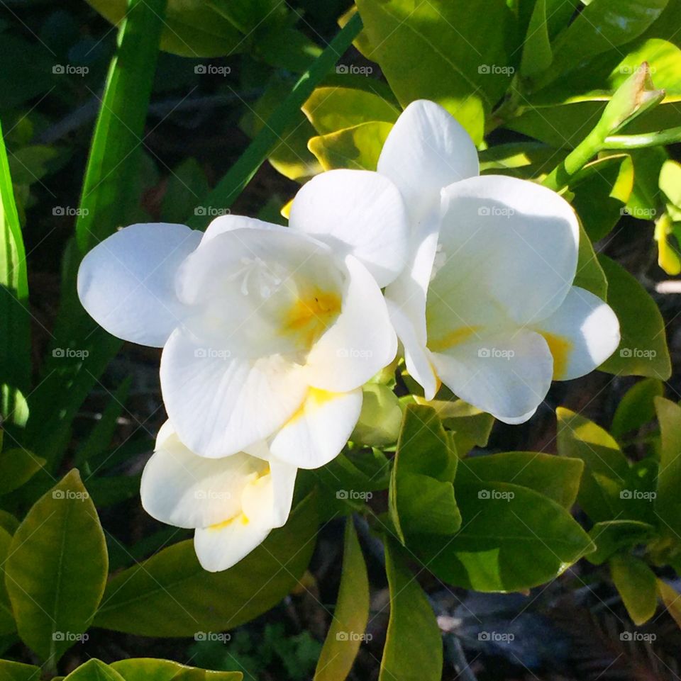 White hybrid freesias 