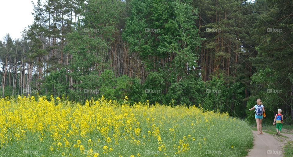 Landscape, Wood, Nature, Outdoors, Summer