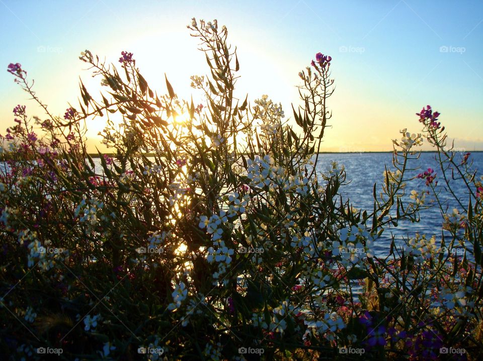 wild flowers at Alviso