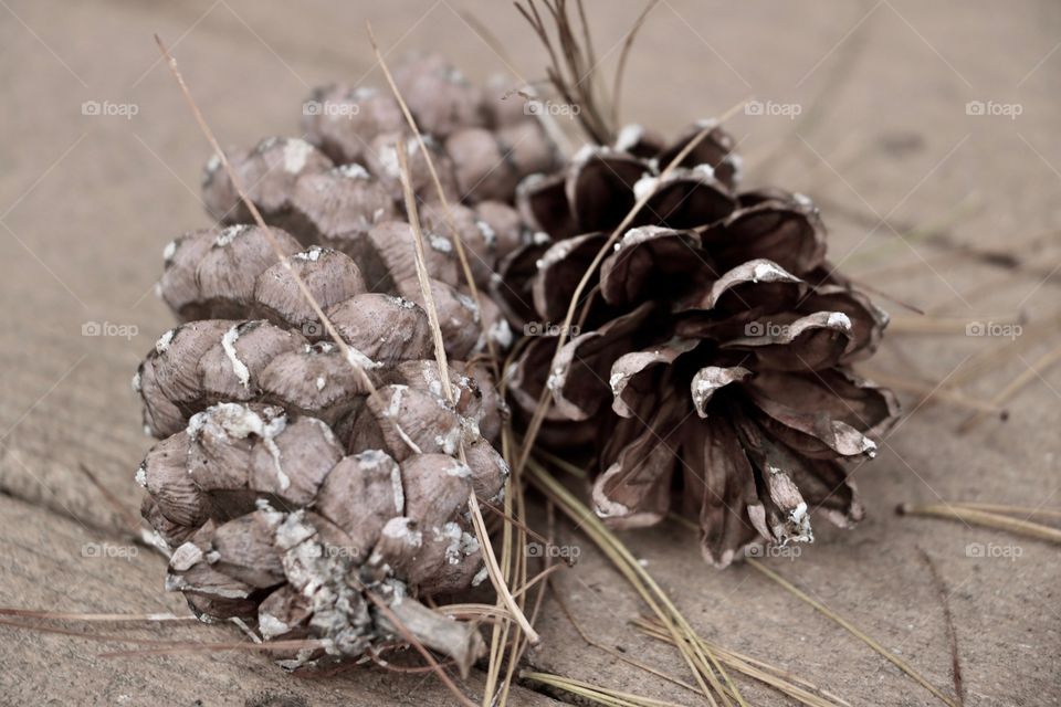 Pine Cones