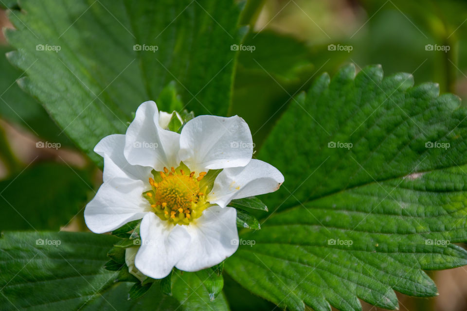 Close up of Strawberry Bloom