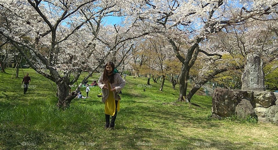 Japan Sakura In April
