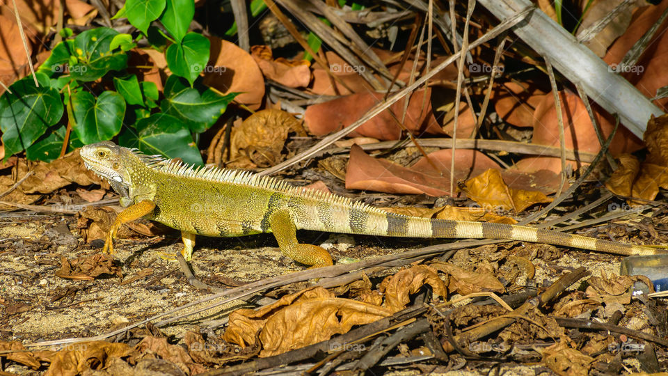 Iguana in Puerto Rico.
