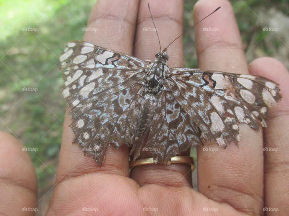 Cracker butterfly