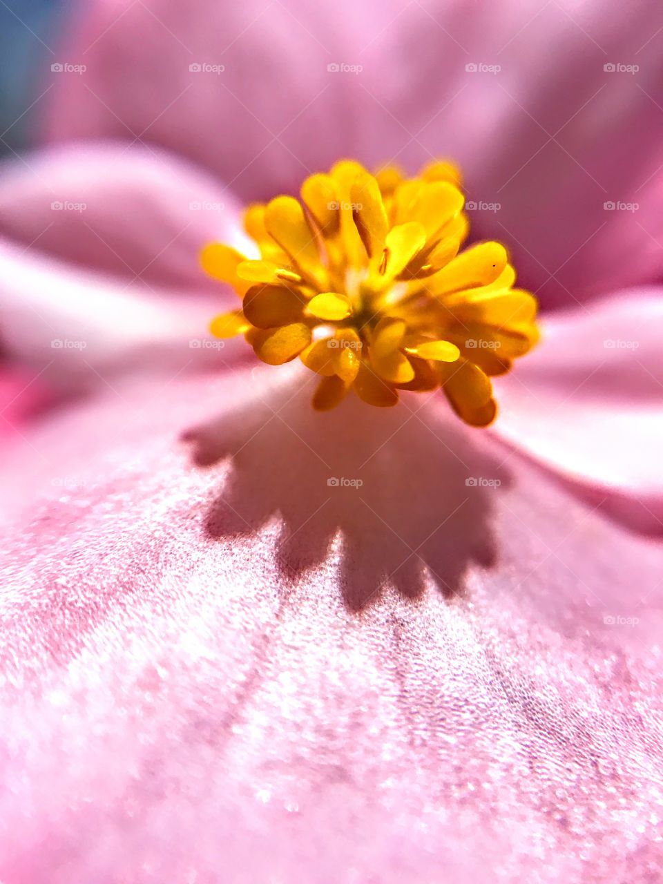 Pink Begonia 